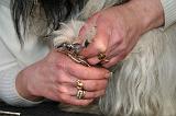 GRIFFES - SKYE TERRIER 076
